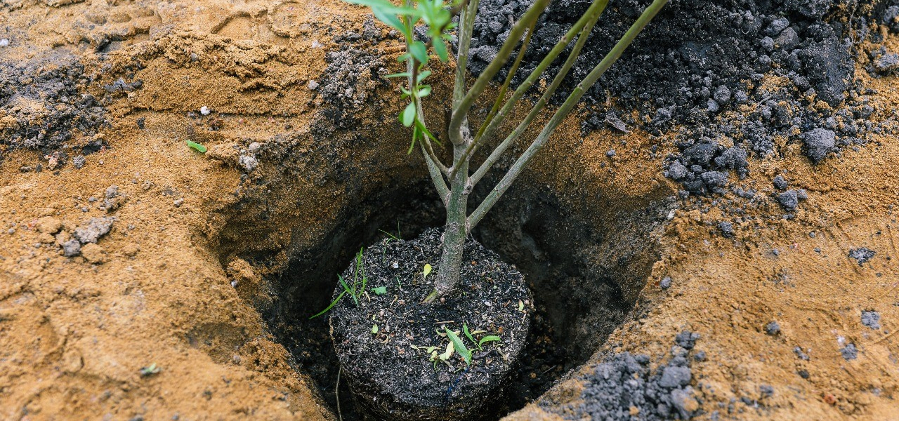 Benefits of advanced tree care 03