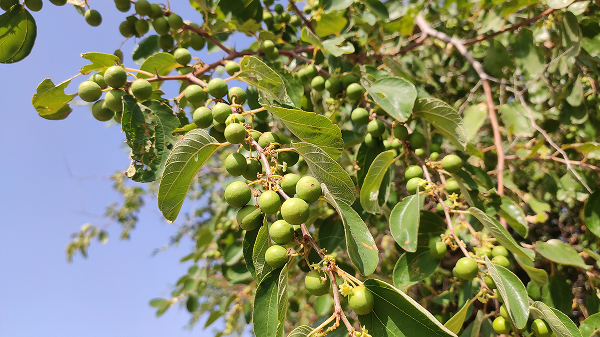 Native vs. adapted species