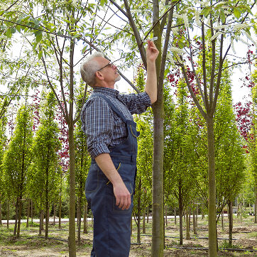 Irrigation Efficiency