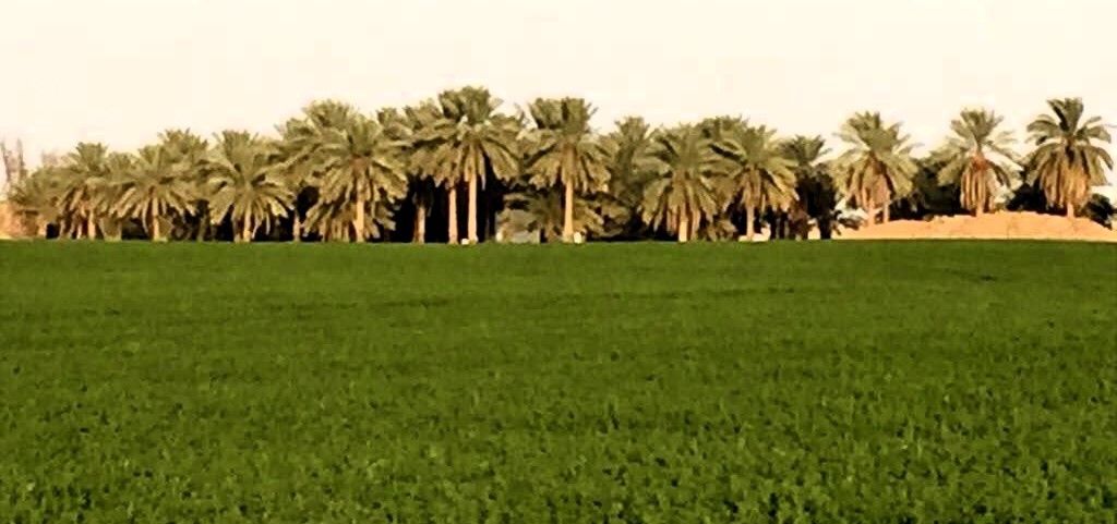 Our competitive green advantage